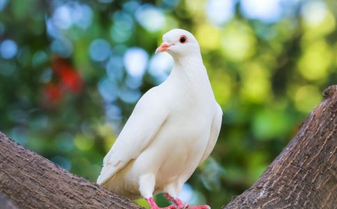 不育怎么办 不育能吃泥鳅吗 不育吃什么好