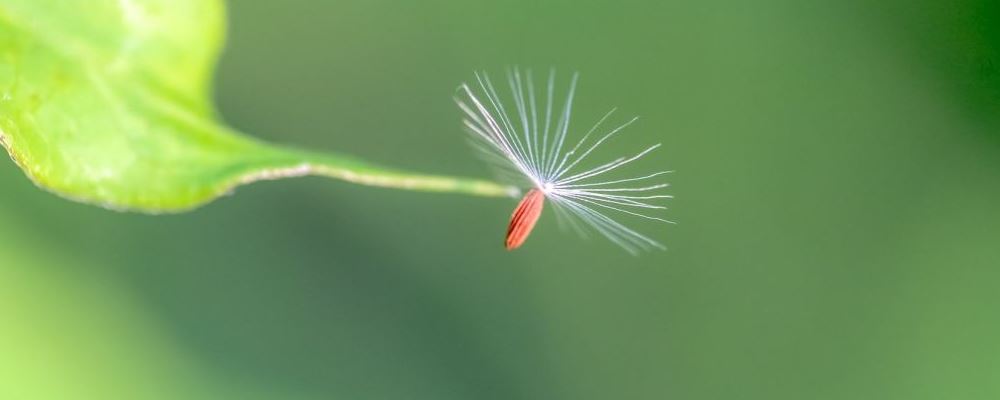 痔疮如何治疗 痔疮怎么治疗好 哪些中药能治疗痔疮
