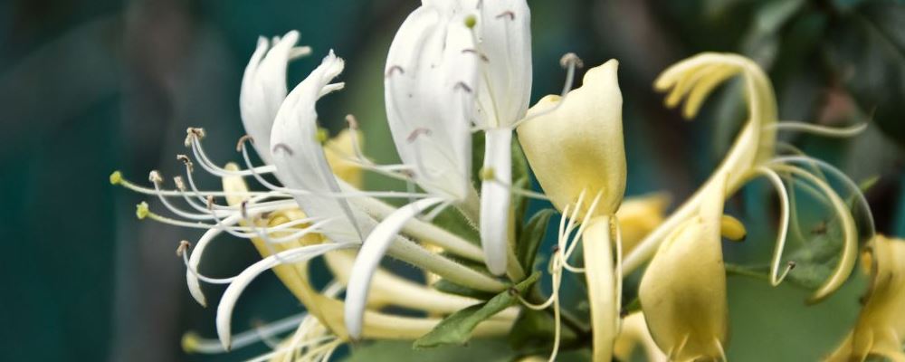 芒种节气养生有什么技巧 芒种节气饮食应注意什么 芒种期间应该多吃些什么好